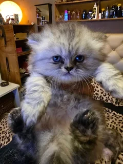 Persians (Chinchilla)