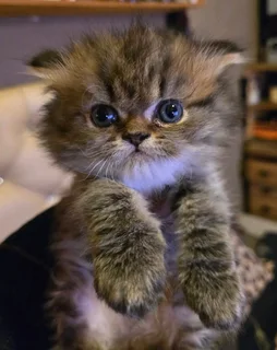 Persians (Chinchilla)