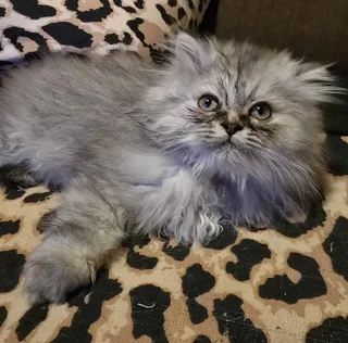 Persians kittens