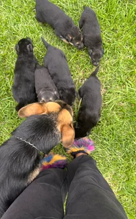 7 Week Old Pure-Bred German Shepard Puppies For Sale