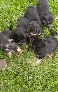 7 Week Old Pure-Bred German Shepard Puppies For Sale
