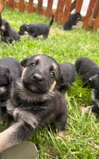 7 Week Old Pure-Bred German Shepard Puppies For Sale
