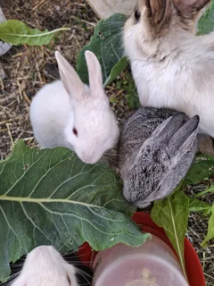 8 Week Old Baby Bunnies - Only 1 Light Grey Left