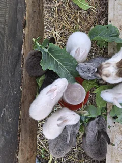 8 Week Old Baby Bunnies - Only 1 Light Grey Left - Sold out, new batch ready after Christmas