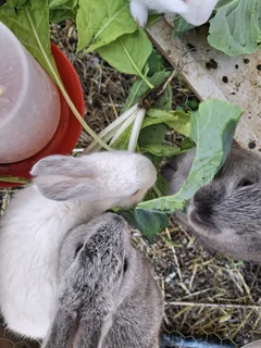 8 Week Old Baby Bunnies - Only 1 Light Grey Left - Sold out, new batch ready after Christmas