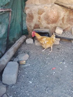 Chickens - Ad posted by kedibone daisy