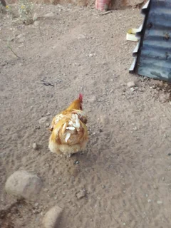 Chicken - Ad posted by kedibone daisy