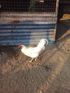 Chicken - Ad posted by kedibone daisy