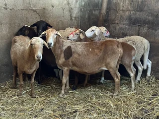 Lambs and Sheep Meat Masters