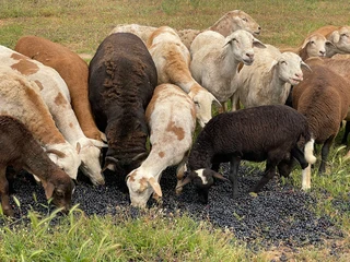 Lambs and Sheep Meat Masters