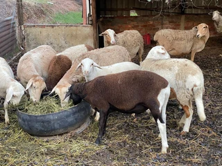 Lambs and Sheep Meat Masters