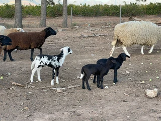 Lambs and Sheep Meat Masters