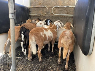 Lambs and Sheep Meat Masters