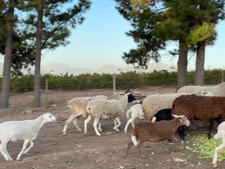 Lambs and Sheep Meat Masters