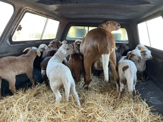 Herd of Meat Master Sheep