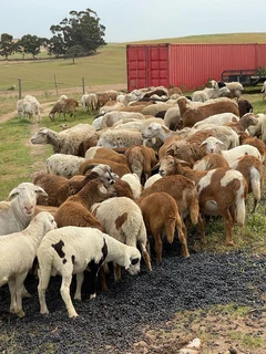Herd of Meat Master Sheep