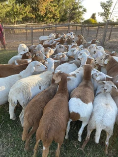 Herd of Meat Master Sheep