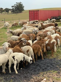 Live sheep for sale