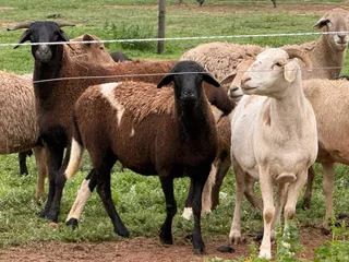 Meat Master sheep & Lambs available