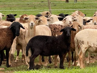 Meat Master sheep &amp; Lambs available