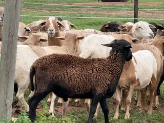 Meat Master sheep &amp; Lambs available