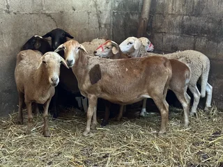 Meat Master sheep &amp; Lambs available