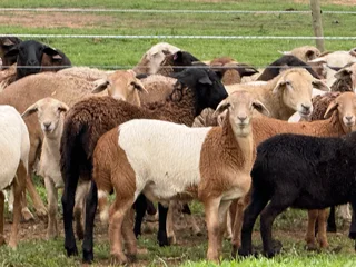 Meat Master sheep &amp; Lambs available