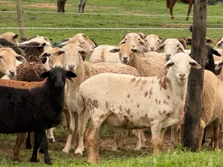 Meat Master sheep &amp; Lambs available