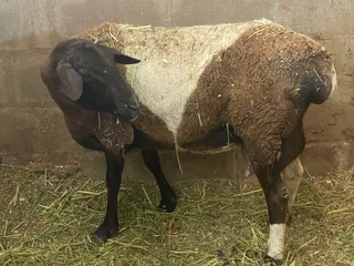 Meat Master sheep &amp; Lambs available