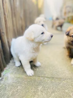 German Shepard Puppies