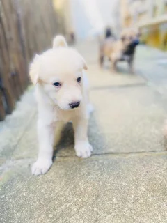 German Shepard Puppies