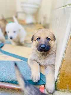German Shepard Puppies