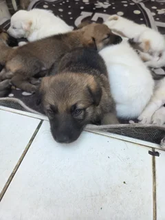 German Shepard Puppies