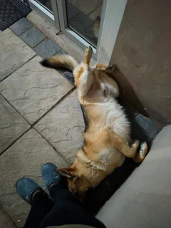 German Shepard Puppies