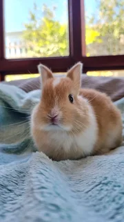 Netherland dwarf rabbit