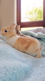 Netherland dwarf rabbit