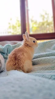 Netherland dwarf rabbit