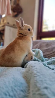 Netherland dwarf rabbit