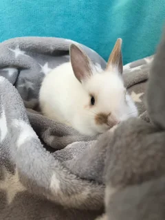 Netherworld dwarf bunny