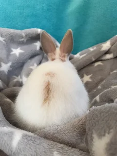 Netherworld dwarf bunny