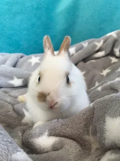 Netherworld dwarf bunny