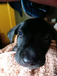 Border Collie cross boy