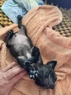 Border Collie cross boy