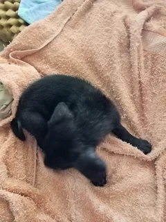 Border Collie cross boy