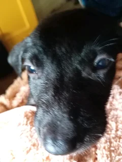 Border Collie cross boy