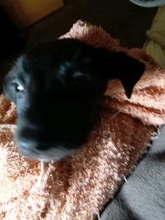 Border Collie cross boy