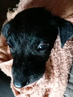 Border Collie cross boy