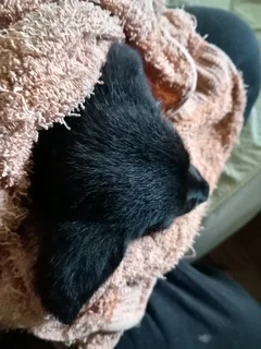 Border Collie Cross puppy