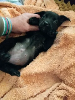 Border Collie Cross puppy
