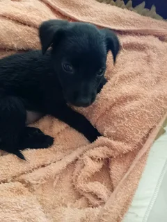 Border Collie Cross puppy